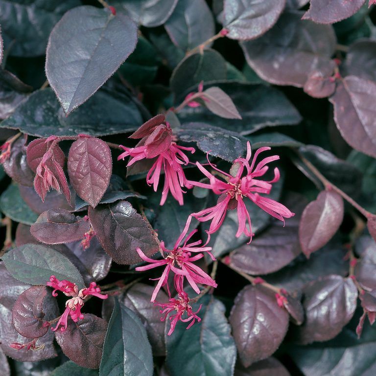 Loropetalum Chinensis 'China Pink'