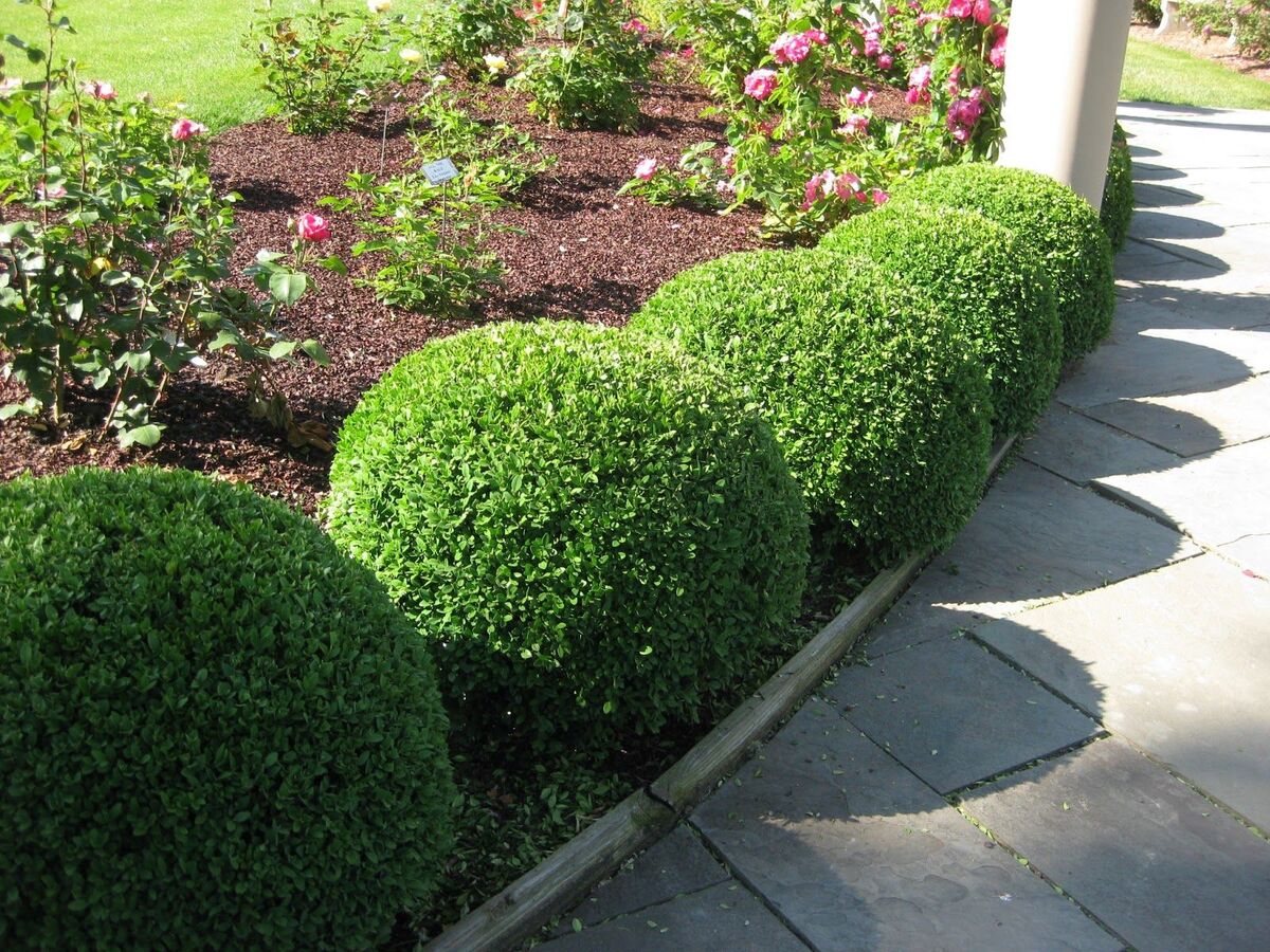 Buxus Microphylla 'Japanese Box'
