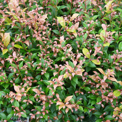 Acmena smithii 'Allyn Magic'