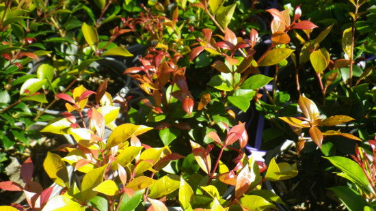 Acmena smithii 'Allyn Magic'