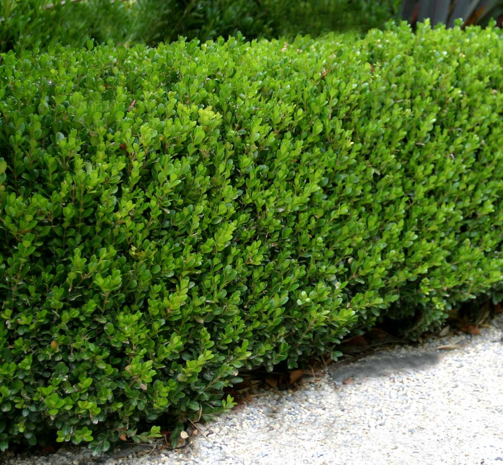 Buxus Microphylla 'Japanese Box'