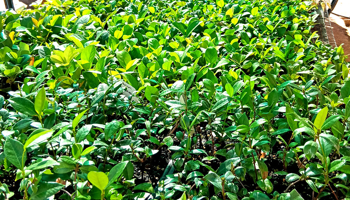Buy tubestock plants in Gloucester
