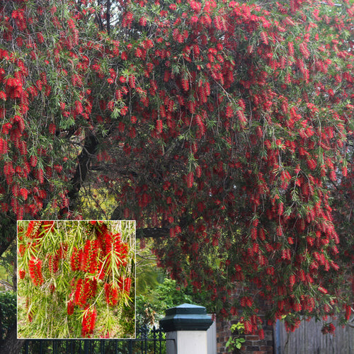 Callistemon 'Dawson River'