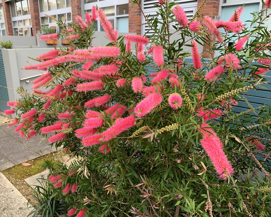 Callistemon 'Taree Pink'
