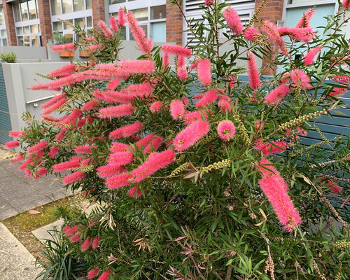 Callistemon 'Taree Pink'