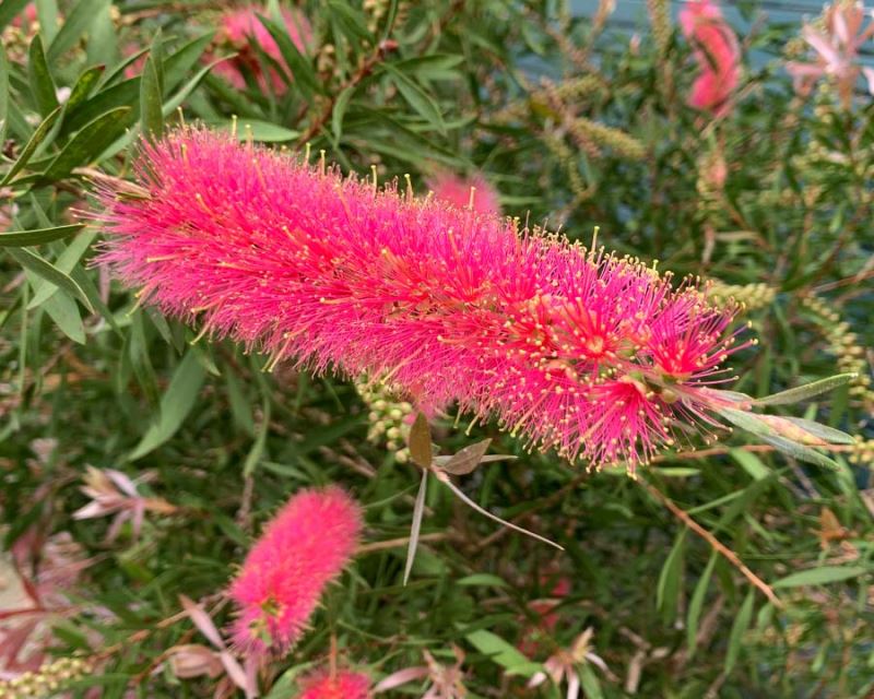 Callistemon 'Taree Pink'