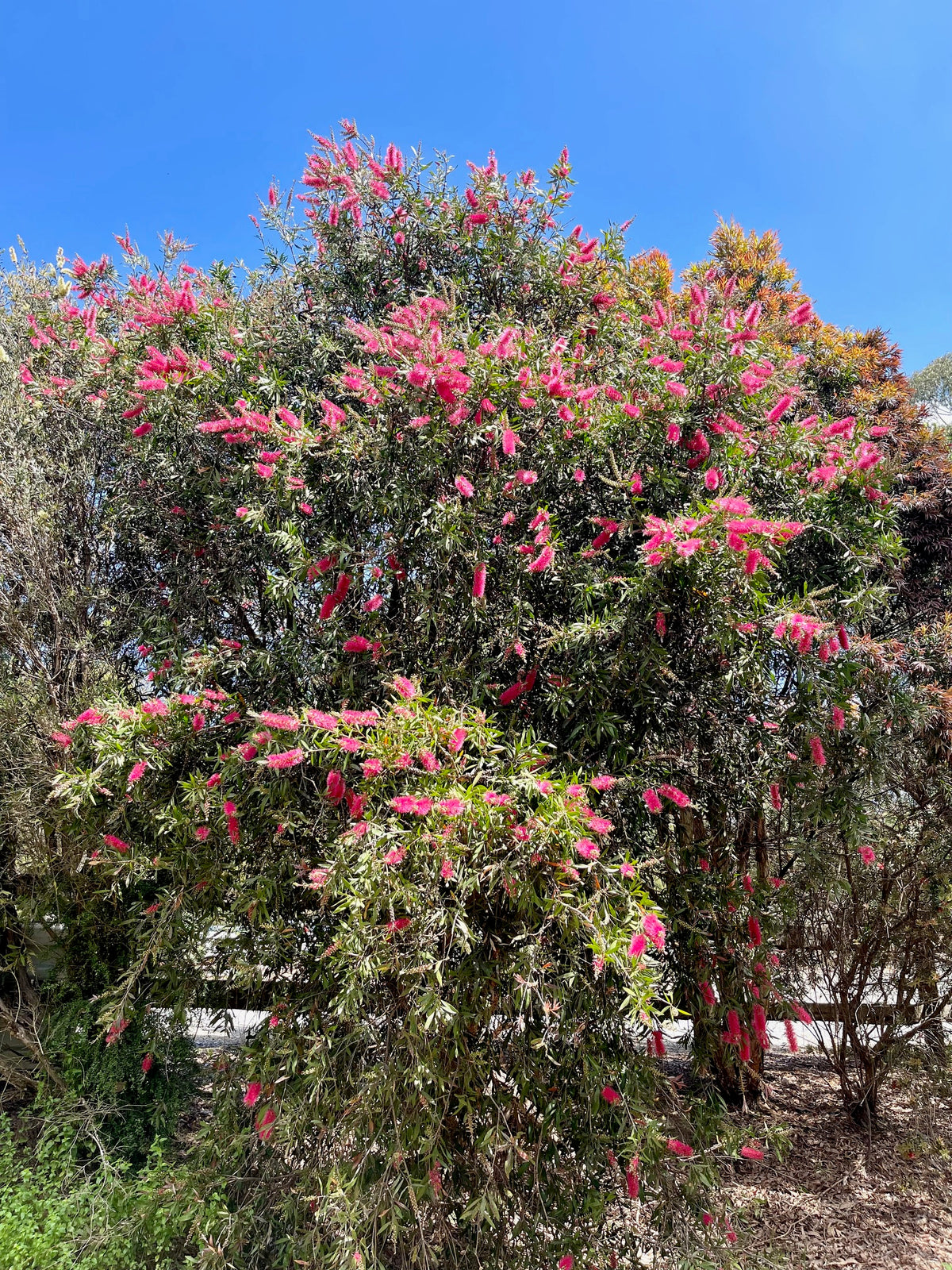 Callistemon 'Taree Pink'