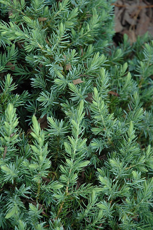 Juniperus conferta 'Shore Juniper'