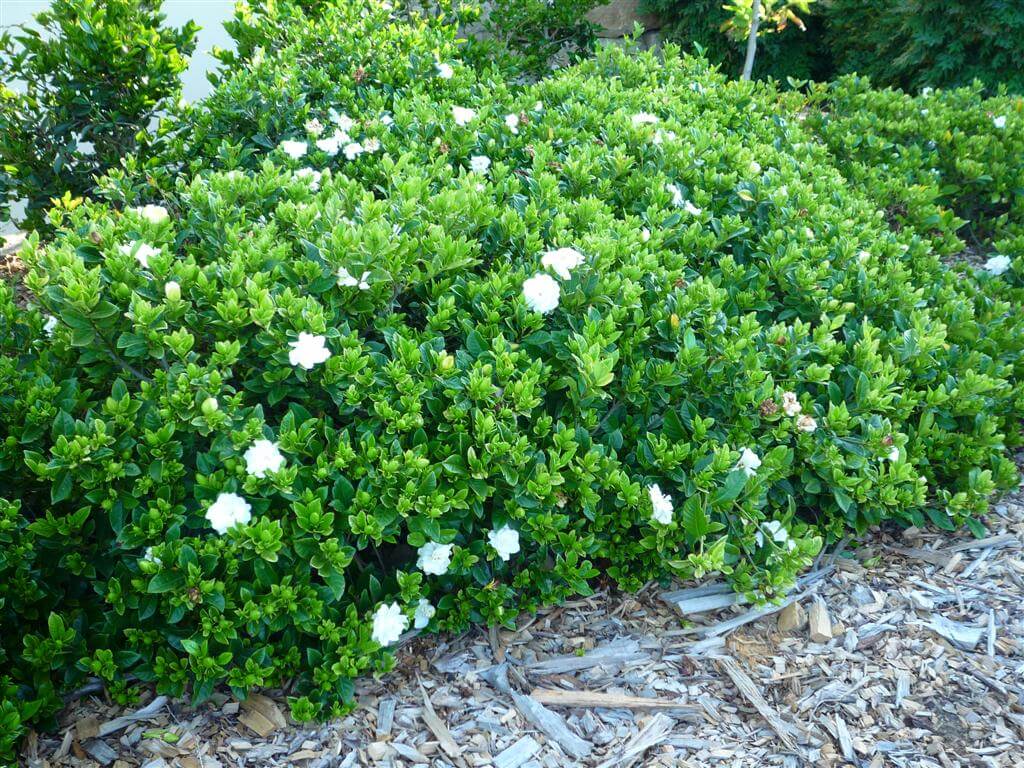 Gardenia Florida