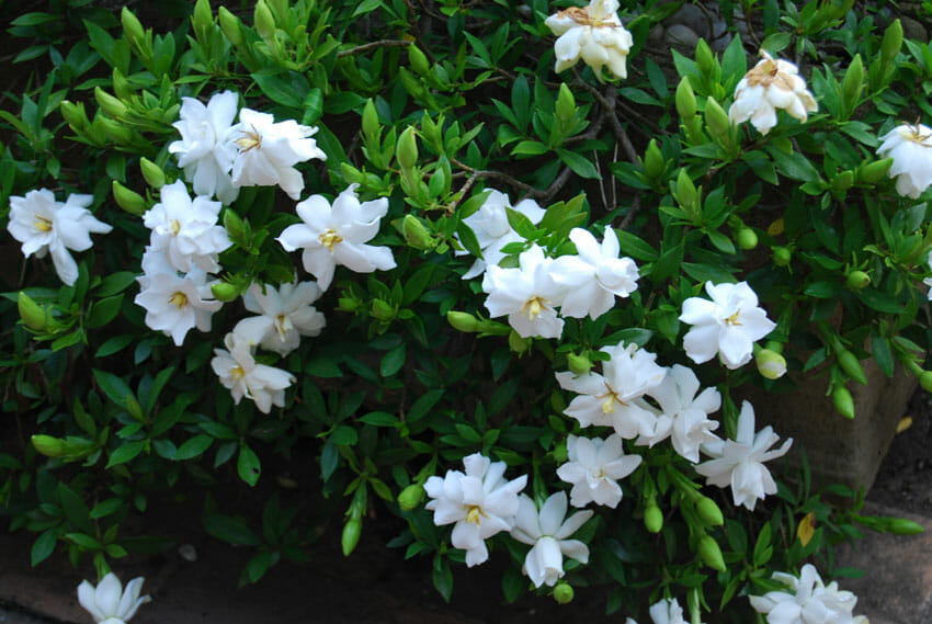 Gardenia Radicans
