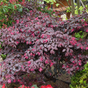 Loropetalum Chinensis 'China Pink'