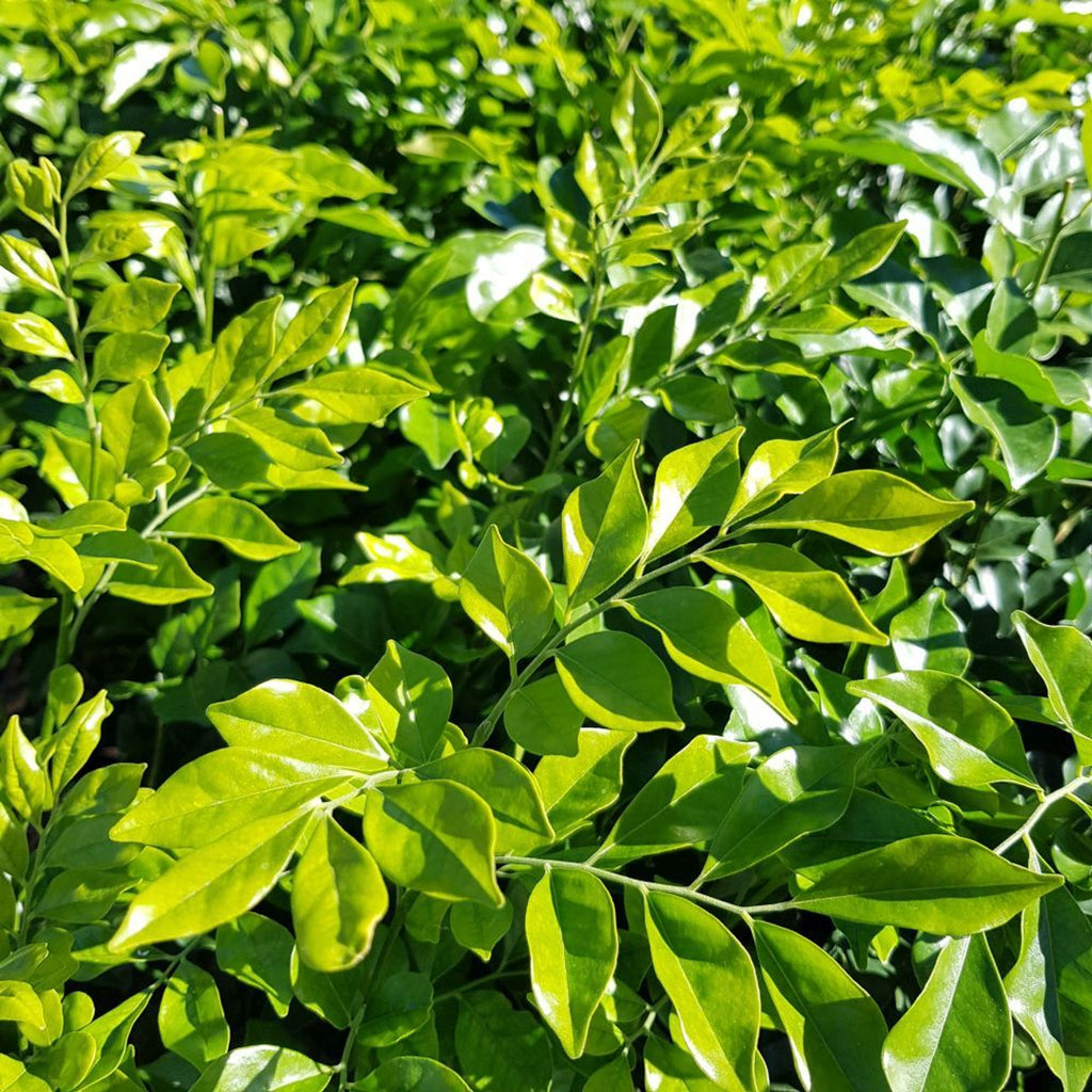 Murraya Paniculata 'Orange Jessamine'