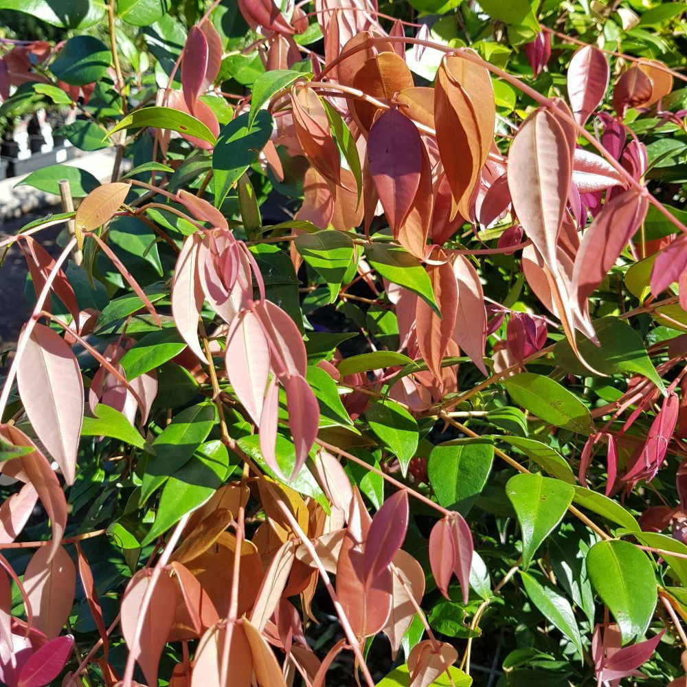 Syzygium 'Pink Cascade'