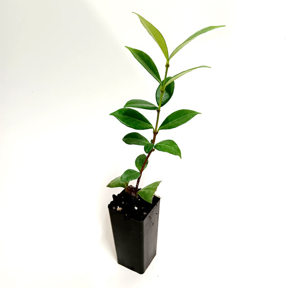 Trachelospermum jasminoides 'Star Jasmine'
