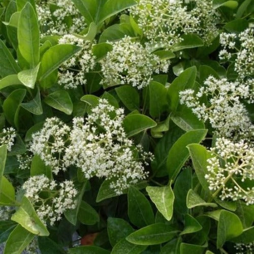 Viburnum odoratissimum 'Sweet Viburnum'