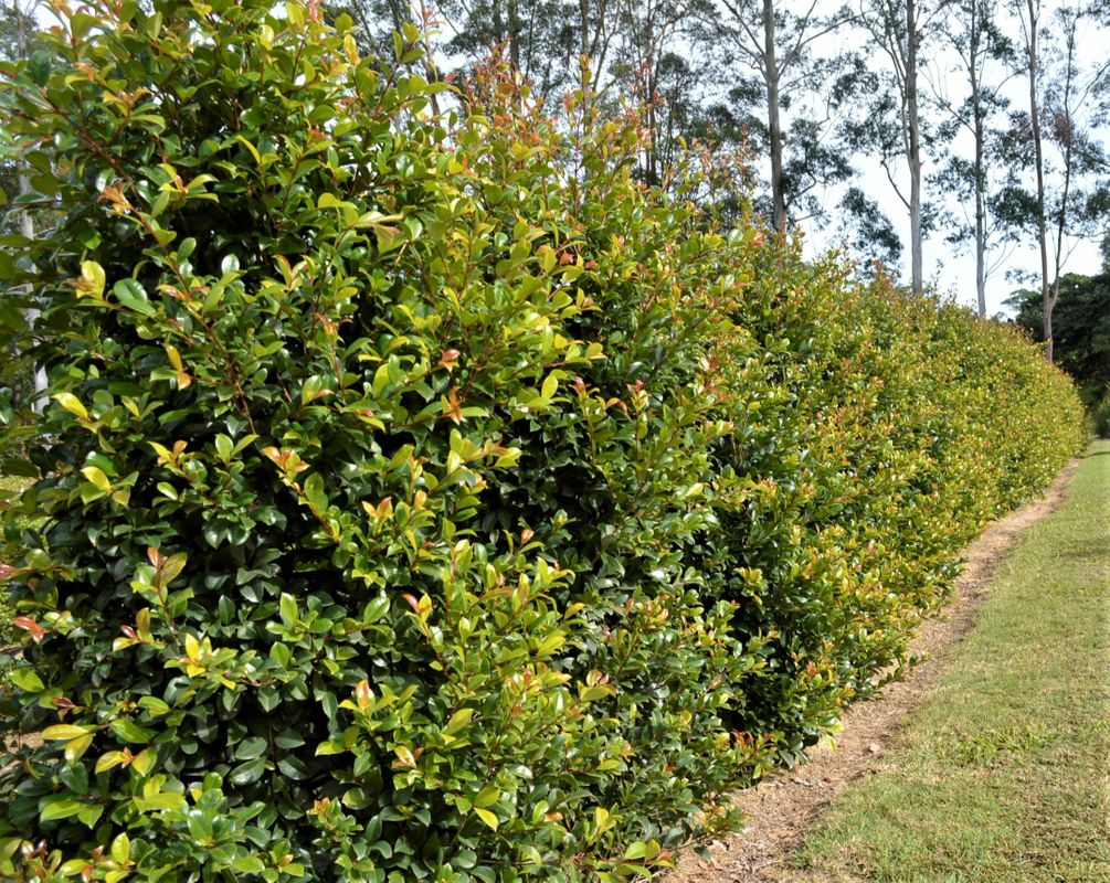 Syzygium Australe 'Resilience'