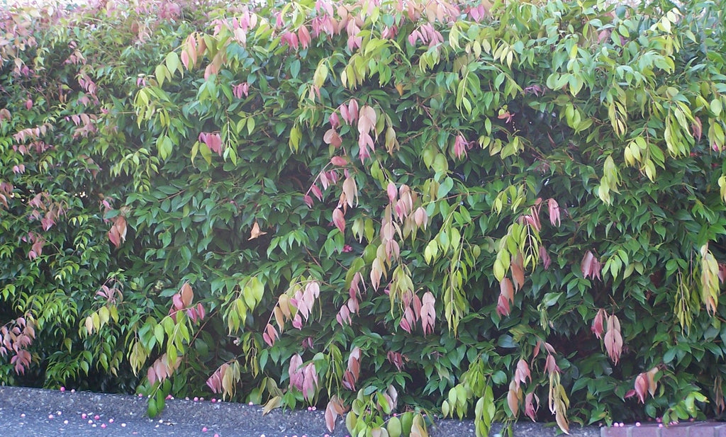 Syzygium 'Pink Cascade'