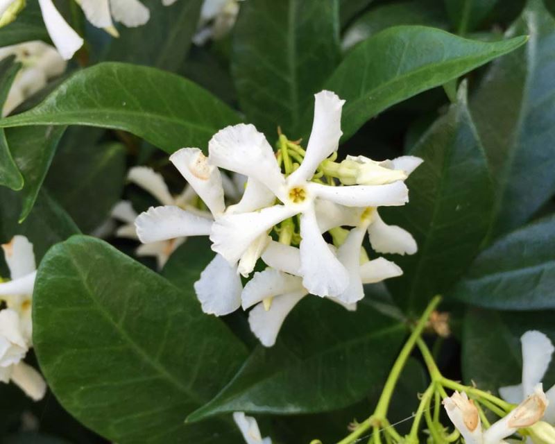 Trachelospermum jasminoides 'Star Jasmine'
