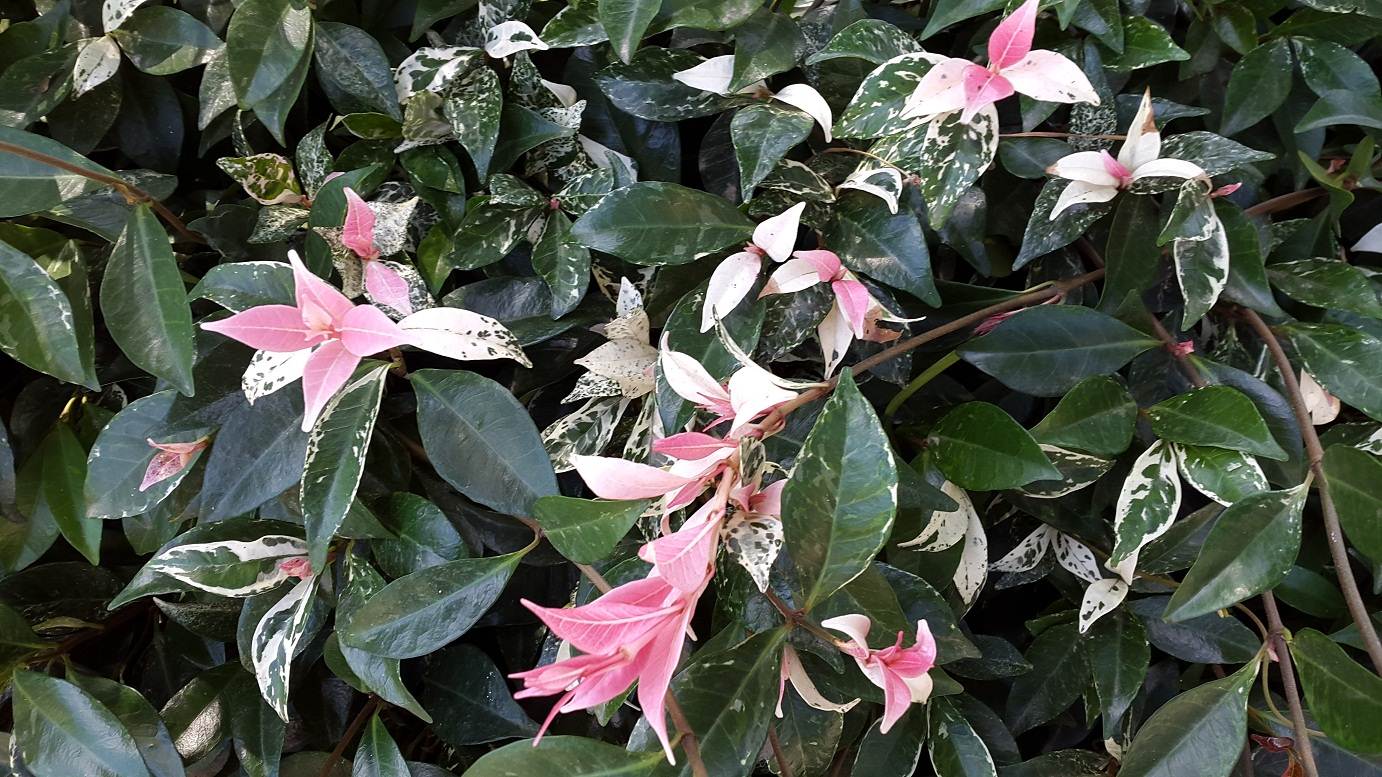 Trachelospermum jasminoides 'Tri Colour'