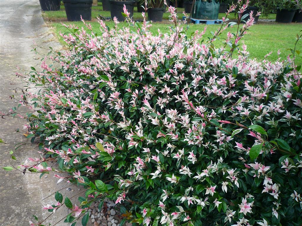 Trachelospermum jasminoides 'Tri Colour'