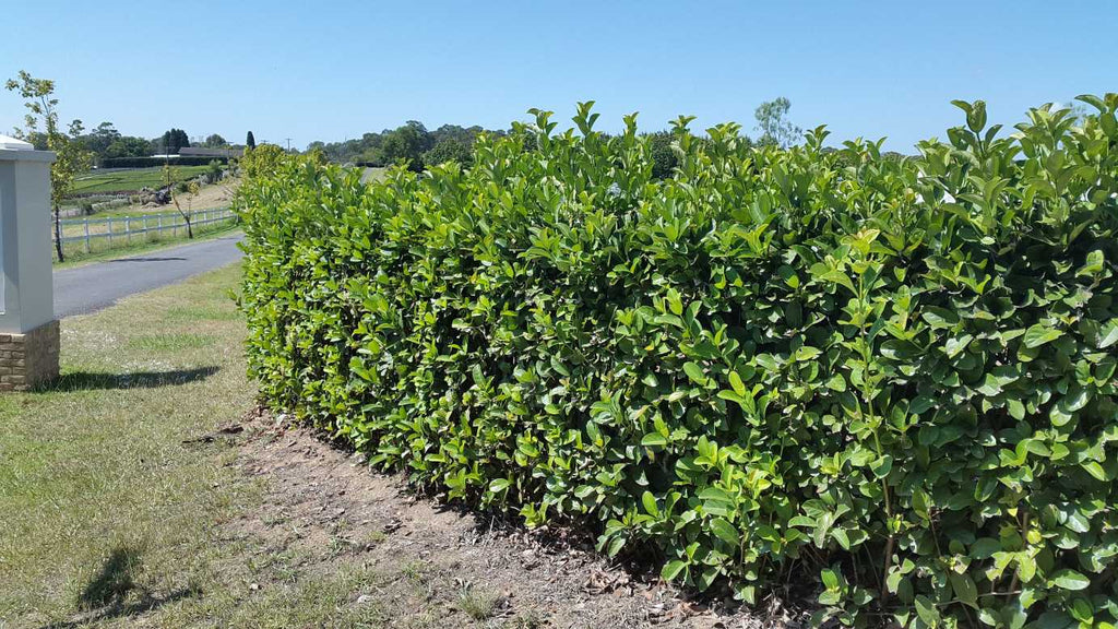 Viburnum odoratissimum 'Sweet Viburnum'