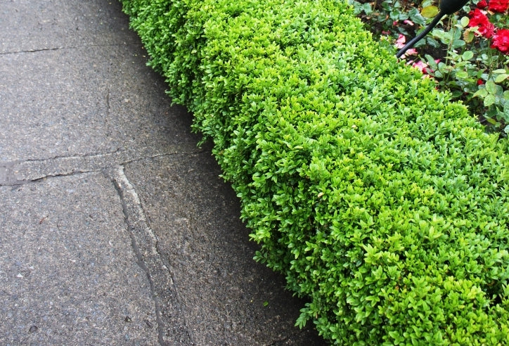 Buxus Microphylla 'Japanese Box'