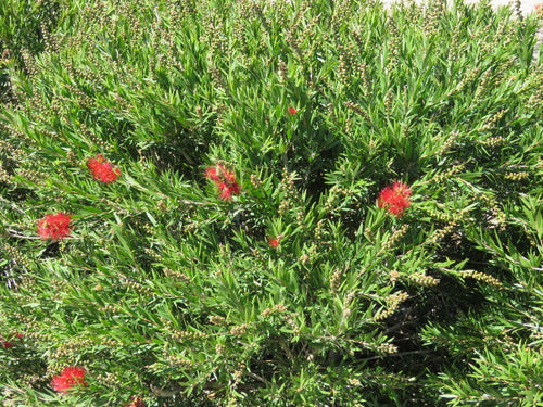 Callistemon 'Hannah's Child'