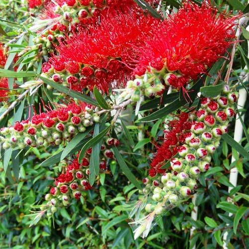 Callistemon 'Wildfire'