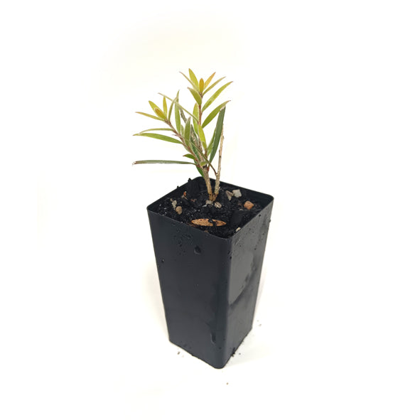 Callistemon 'Hannah's Child'