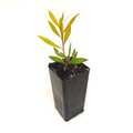 Callistemon 'Taree Pink'