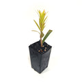 Callistemon 'Wildfire'