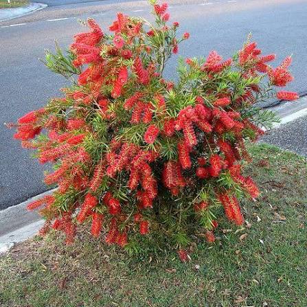 Callistemon 'Captain Cook'