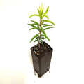 Callistemon 'Captain Cook'