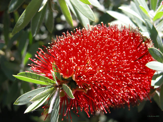 Callistemon 'Captain Cook'