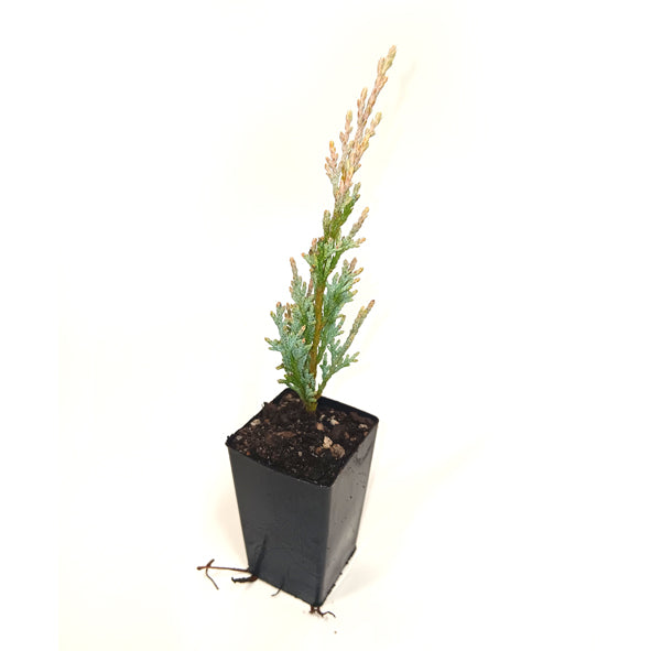 Chamaecyparis lawsoniana 'Lawson Cypress'