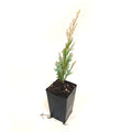 Chamaecyparis lawsoniana 'Lawson Cypress'