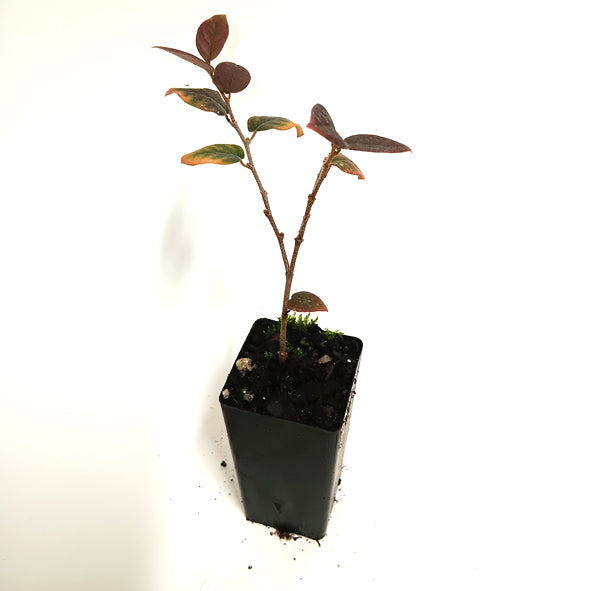 Loropetalum Chinensis 'China Pink'