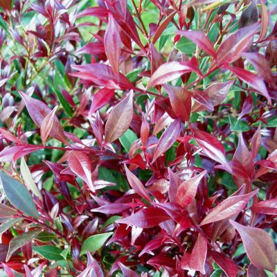 Leptospermum 'Copper Glow'