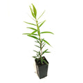 Callistemon 'Dawson River'