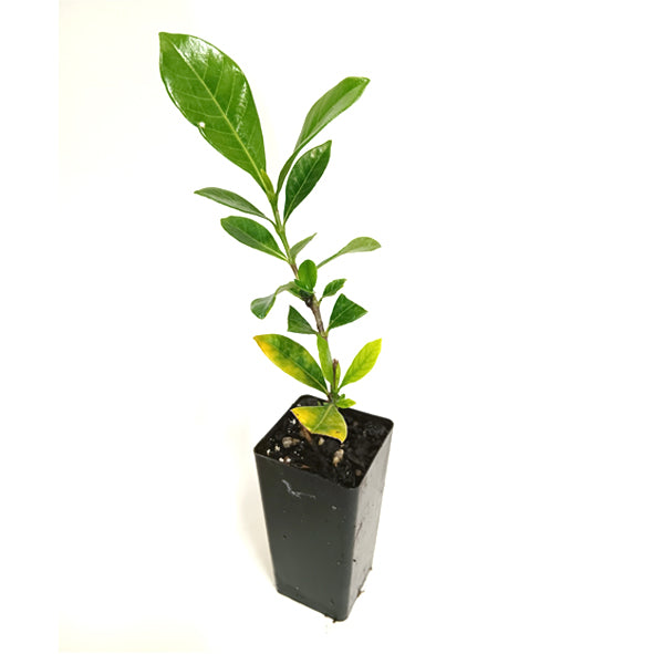 Gardenia Florida