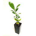 Gardenia Florida