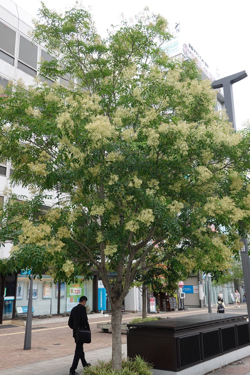 Fraxinus Griffithii 'Flowering Ash'