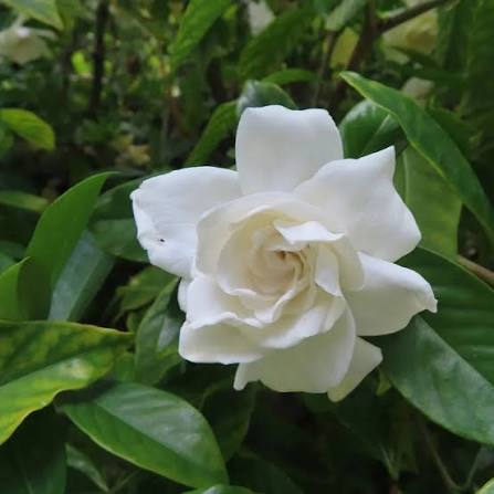 Gardenia Florida