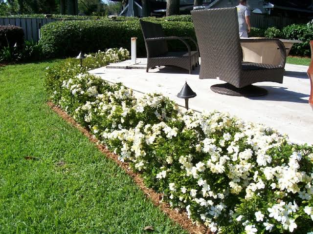 Gardenia Radicans