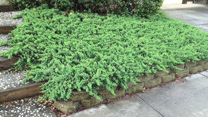 Juniperus conferta 'Shore Juniper'