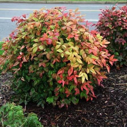 Nandina Domestica 'Nana'