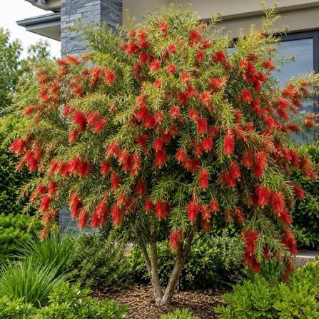 Callistemon 'Wildfire'