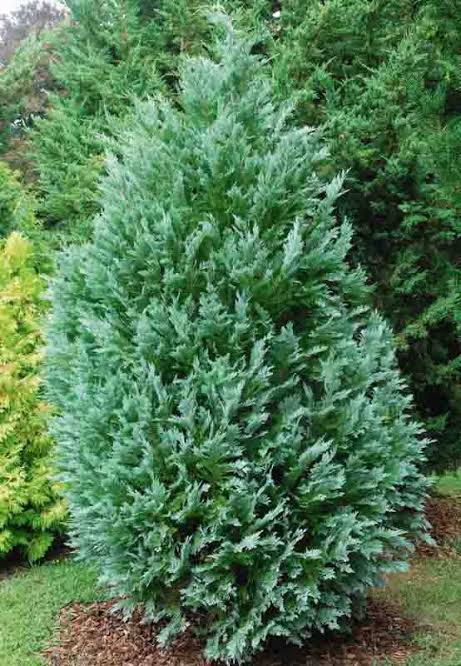 Chamaecyparis lawsoniana 'Lawson Cypress'