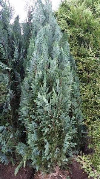Chamaecyparis lawsoniana 'Lawson Cypress'