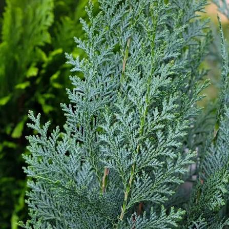 Chamaecyparis lawsoniana 'Lawson Cypress'